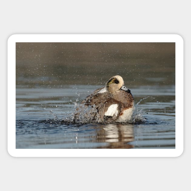 Splashing Wigeon Sticker by SHWILDLIFE